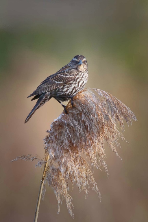 Female Red Winged Blackbird